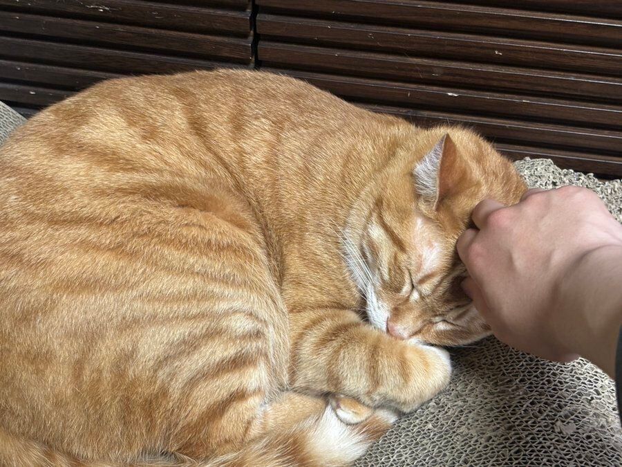 頭をなでてもらうころもくん