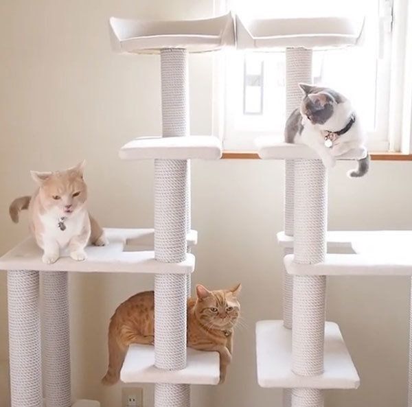 キャットタワーでくつろぐココちゃん、ネネちゃん、ララちゃん