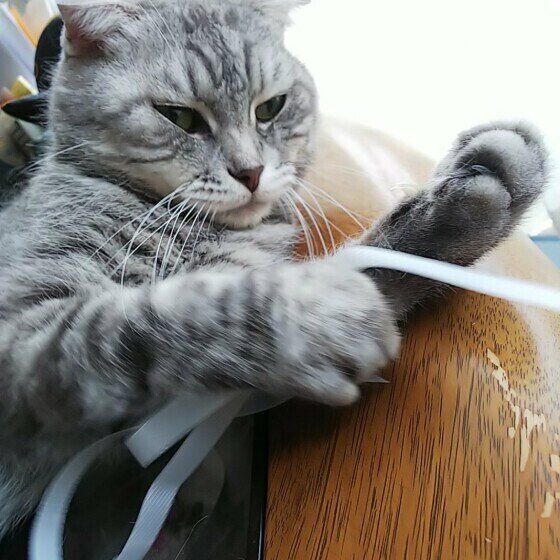 スコティッシュフォールド