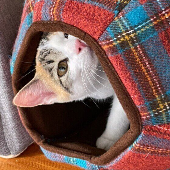 猫ベッドから顔を出すミケ猫