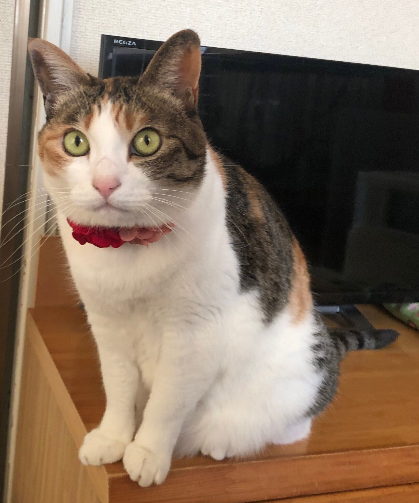 カメラを見つめるミャアちゃん