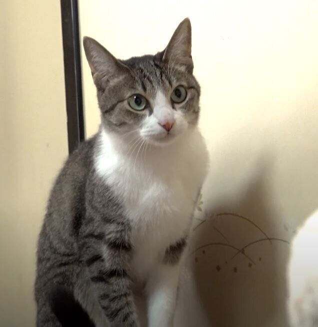 猫のおはぎちゃん