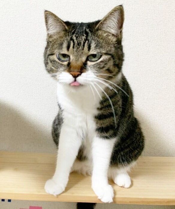 ペロッと舌を出すパセリちゃん