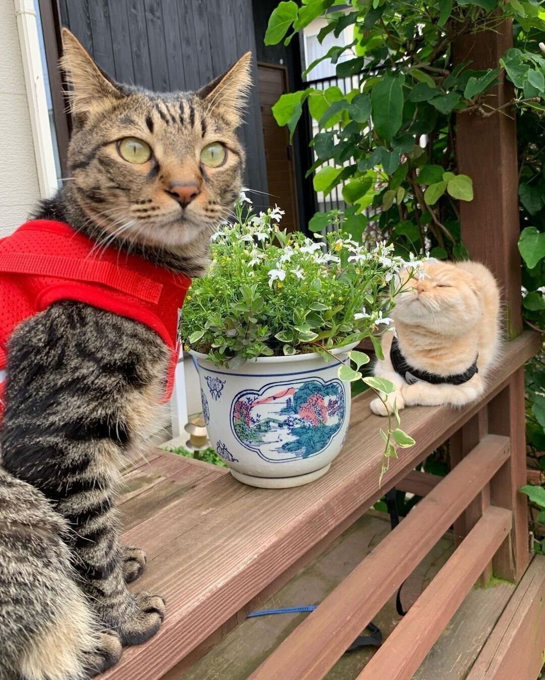 獣医師監修 猫のハーネスどうやって使う 作り方や種類を紹介 ねこのきもちweb Magazine 獣医師監修 猫のハーネスどうやって使う 作り方や種類を紹介 ねこのきもちweb Magazine