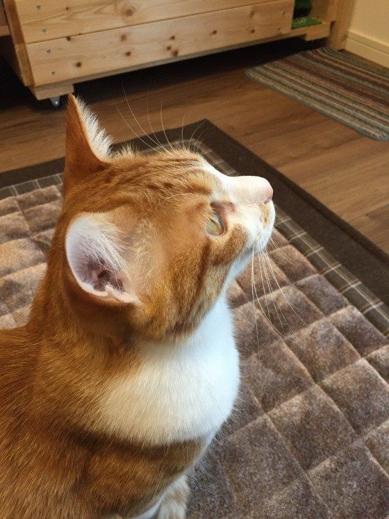 雪を見つめる茶×白MIX