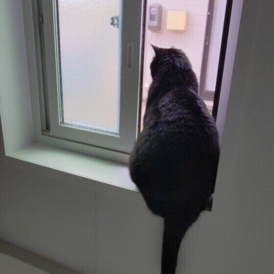 お風呂場をパトロールする黒猫