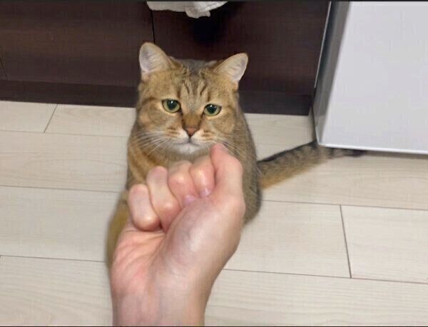 飼い主さんの手品を見るみにらくん