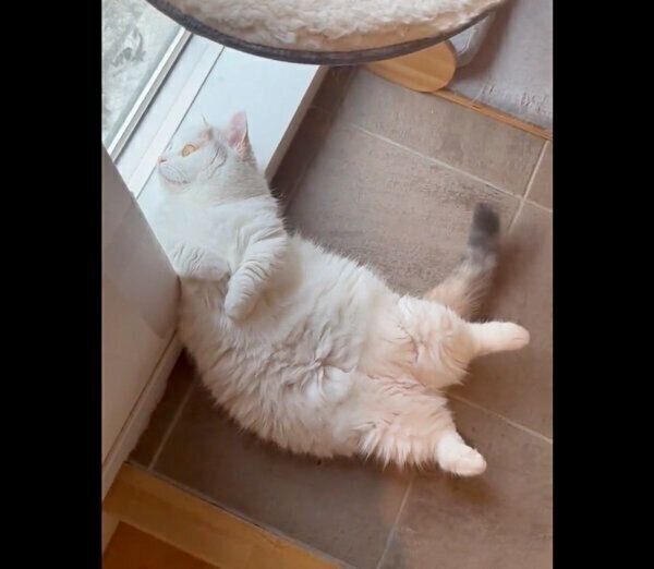 外を見るしらすちゃん