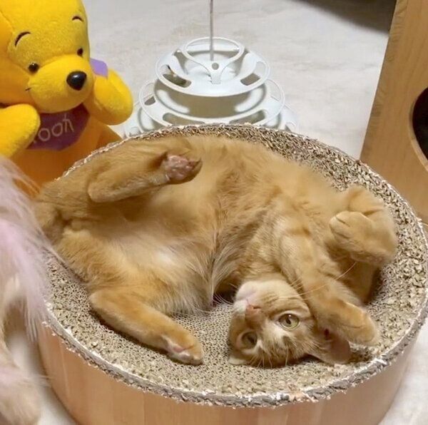 フリーズするつぶちゃん