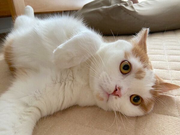 くつろぐホルンくん