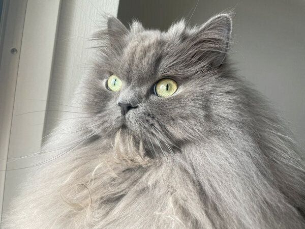 カッコいい表情をする勘吉さん