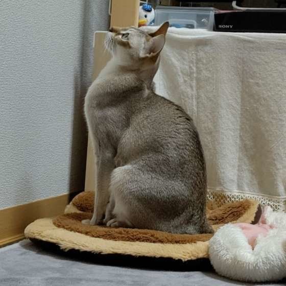 何かを見つめる猫（シンガプーラ、オス）