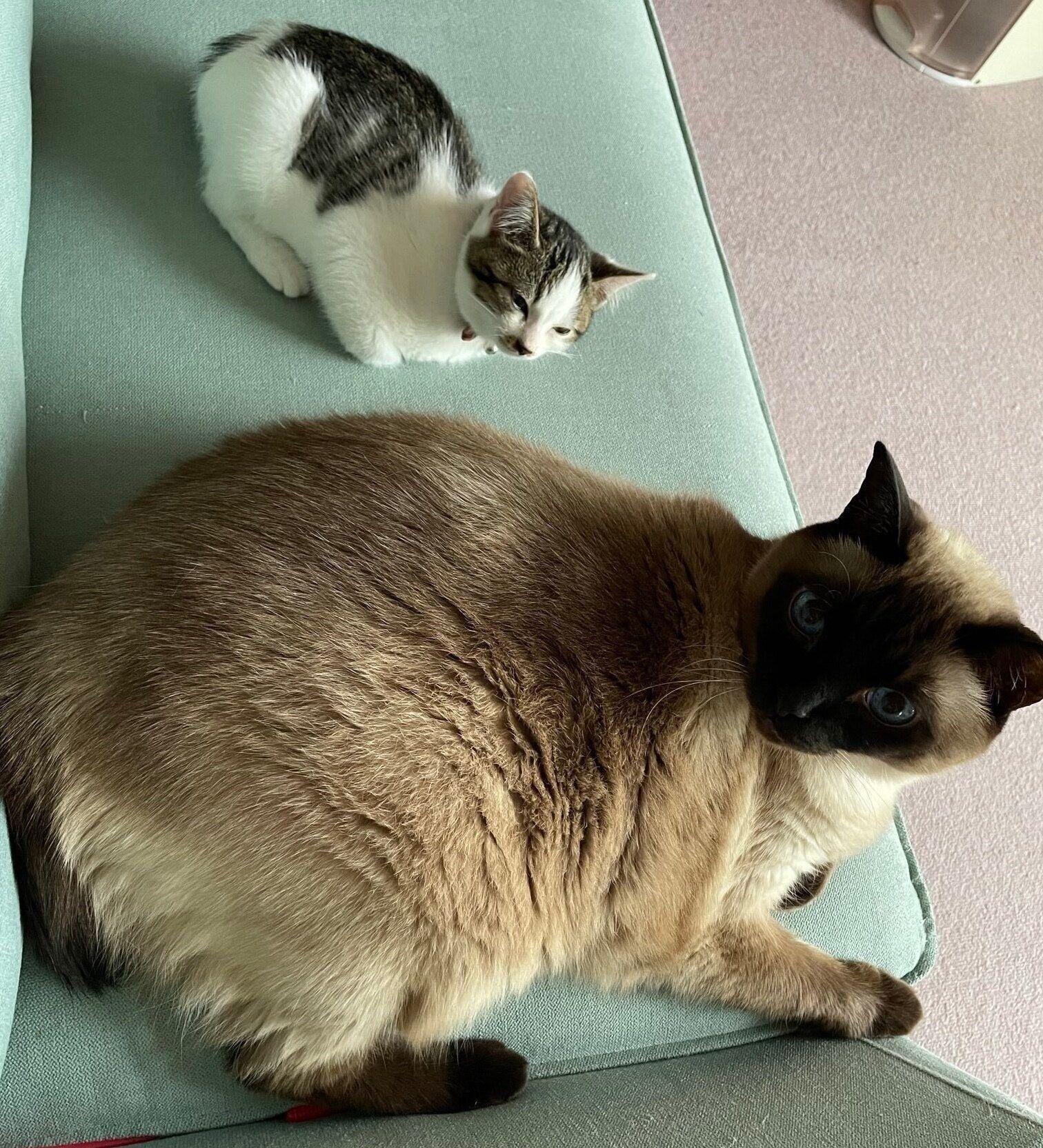 まったりするメルちゃん、先住猫・ここあちゃん