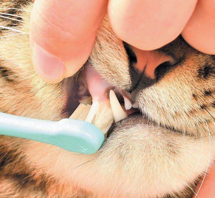 猫の歯周ポケットを磨く様子