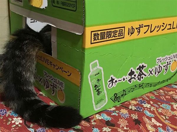 くつろぐ猫