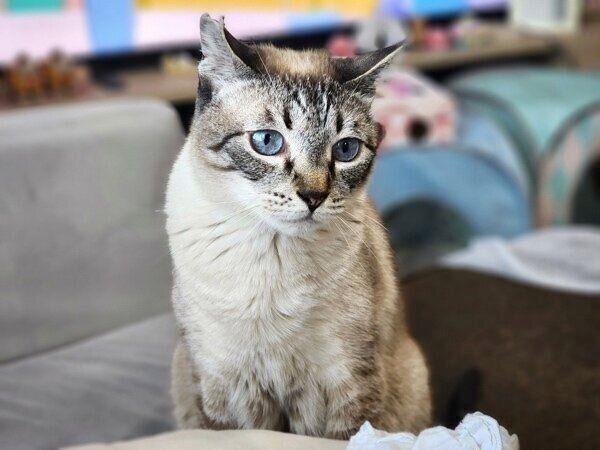 “イケニャン”の海空くん