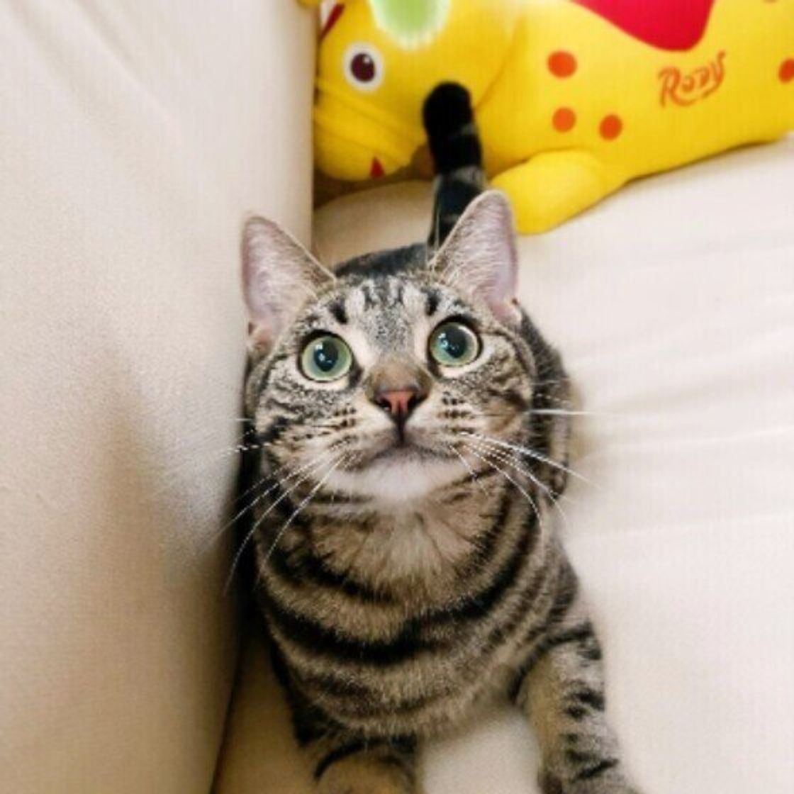 調査 人に裏切られても どんなことがあっても 猫は裏切らない と感じた赤裸々エピソード ねこのきもちweb Magazine 調査 人に裏切られても どんなことがあっても 猫は裏切らない と感じた赤裸々エピソード ねこのきもちweb Magazine