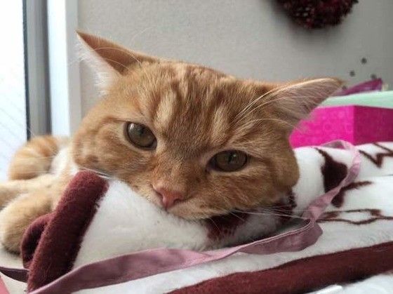 見つめるスコティッシュフォールド