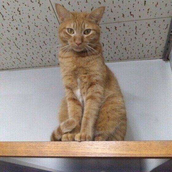 ロビンくんのしっぽマフラー