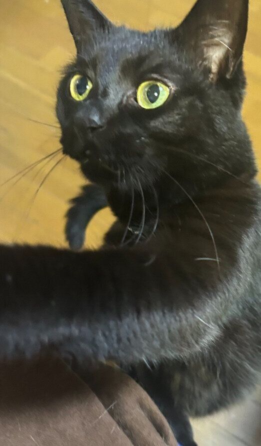 前足で飼い主さんを触る裕ちゃん