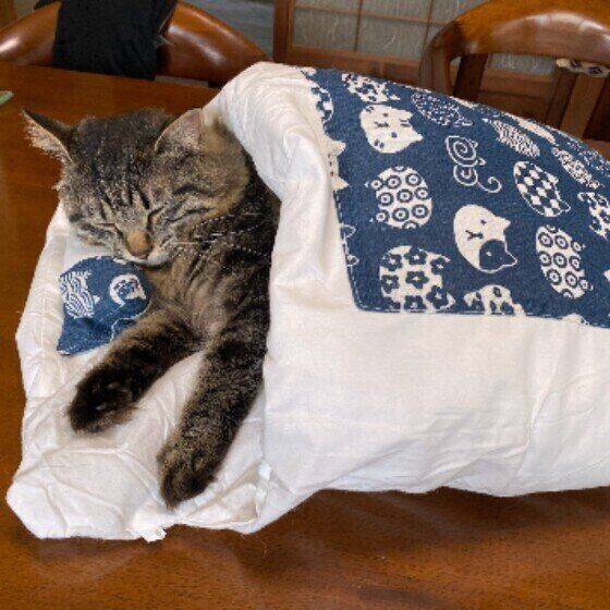 布団で眠るりおちゃん