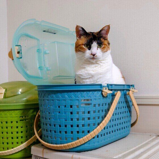 Mix（ミケ）のルビーちゃん♪