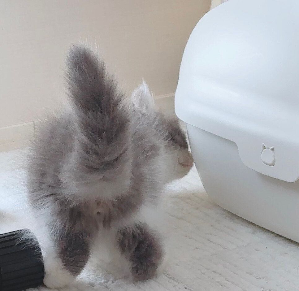 家に来て間もないころのたおくん