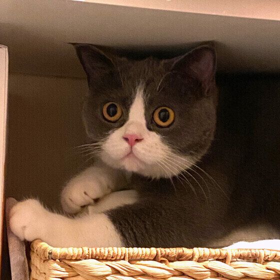 ブリティッシュショートヘアの路空くん