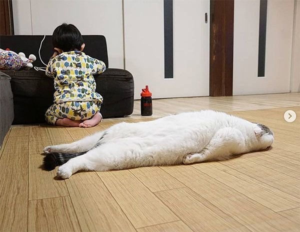 猫の寝姿がまるで 事件現場 ツッコミどころ満載なシュールな展開に ねこのきもちweb Magazine 猫の寝姿がまるで 事件現場 ツッコミどころ満載なシュールな展開に ねこのきもちweb Magazine