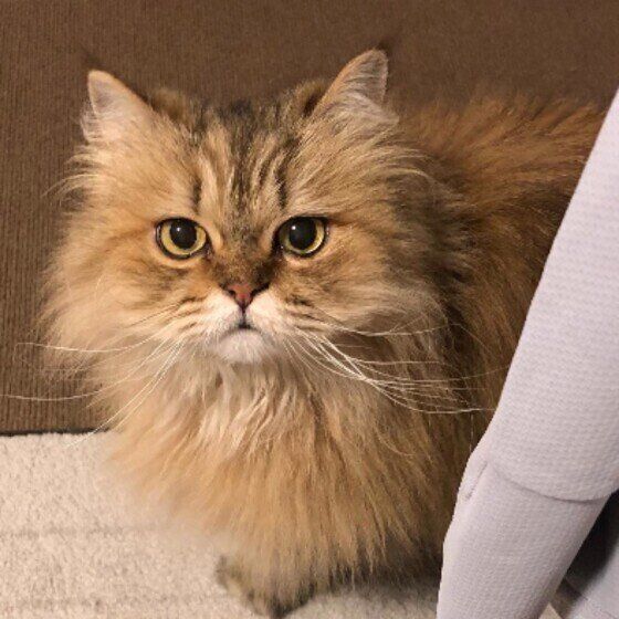 ペルシャのFaFaちゃん♪