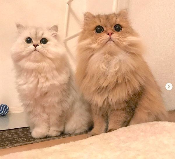 猫の操（ミサオ）ちゃんと宗次郎くん