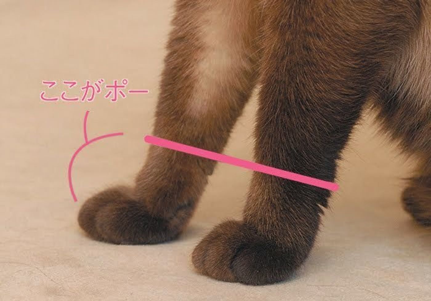 まん丸可愛い猫の足 ポー のヒミツに迫る ねこのきもちweb Magazine まん丸可愛い猫の足 ポー のヒミツに迫る ねこのきもちweb Magazine