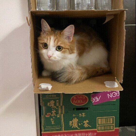 段ボールに入るサイベリアン