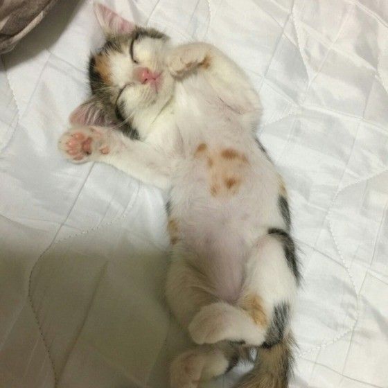 仰向けで眠るMIXサビ子猫