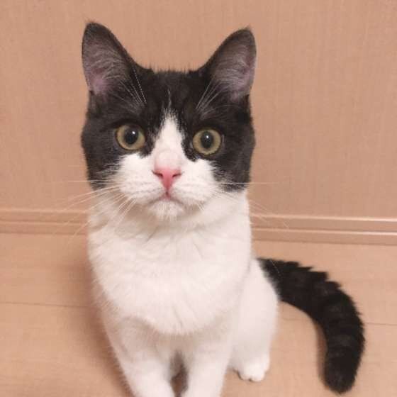 見つめるマンチカン