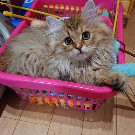 おもちゃがたくさんでご満悦の陽ちゃん