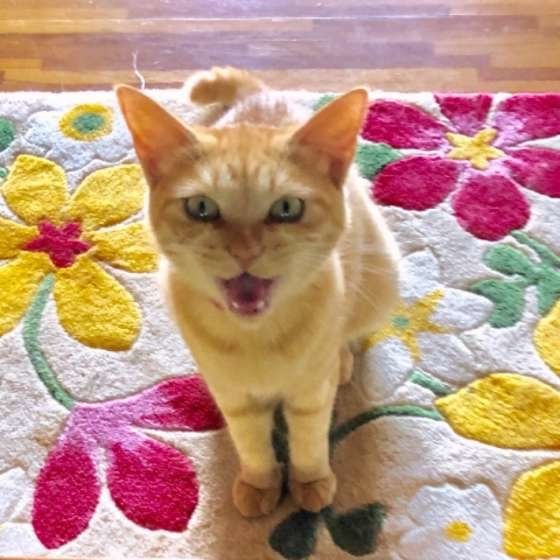 飼い主に向かって鳴く猫