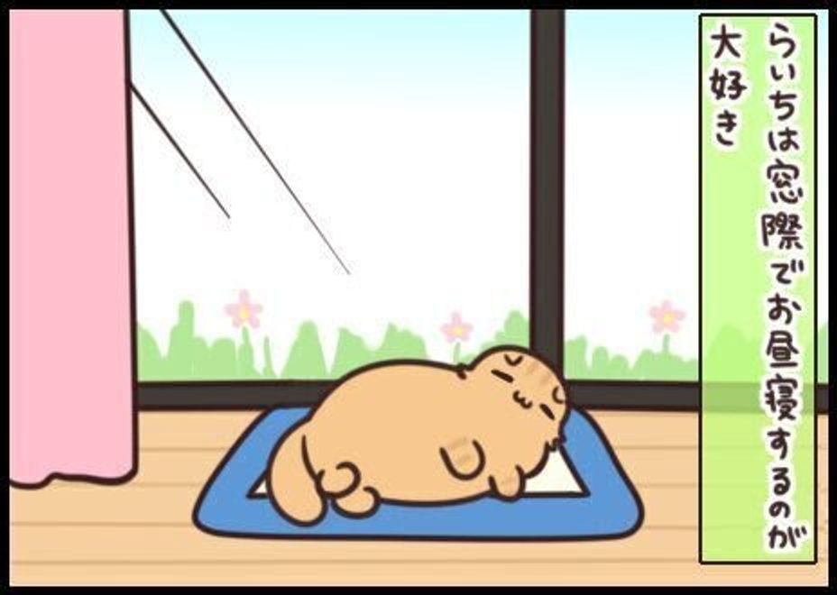 警戒心を失った ぷぅぷぅ気持ちよさそうに眠る猫 連載 もふもふスコたん 172 ねこのきもちweb Magazine 警戒心を失った ぷぅぷぅ気持ちよさそうに眠る猫 連載 もふもふスコたん 172 ねこのきもちweb Magazine