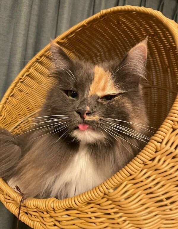 舌を出すおかきちゃん