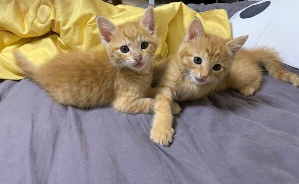 ユユちゃんとロロちゃん