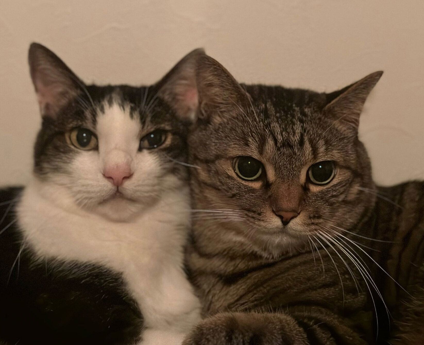 顔を寄せるれおくん、もかちゃん