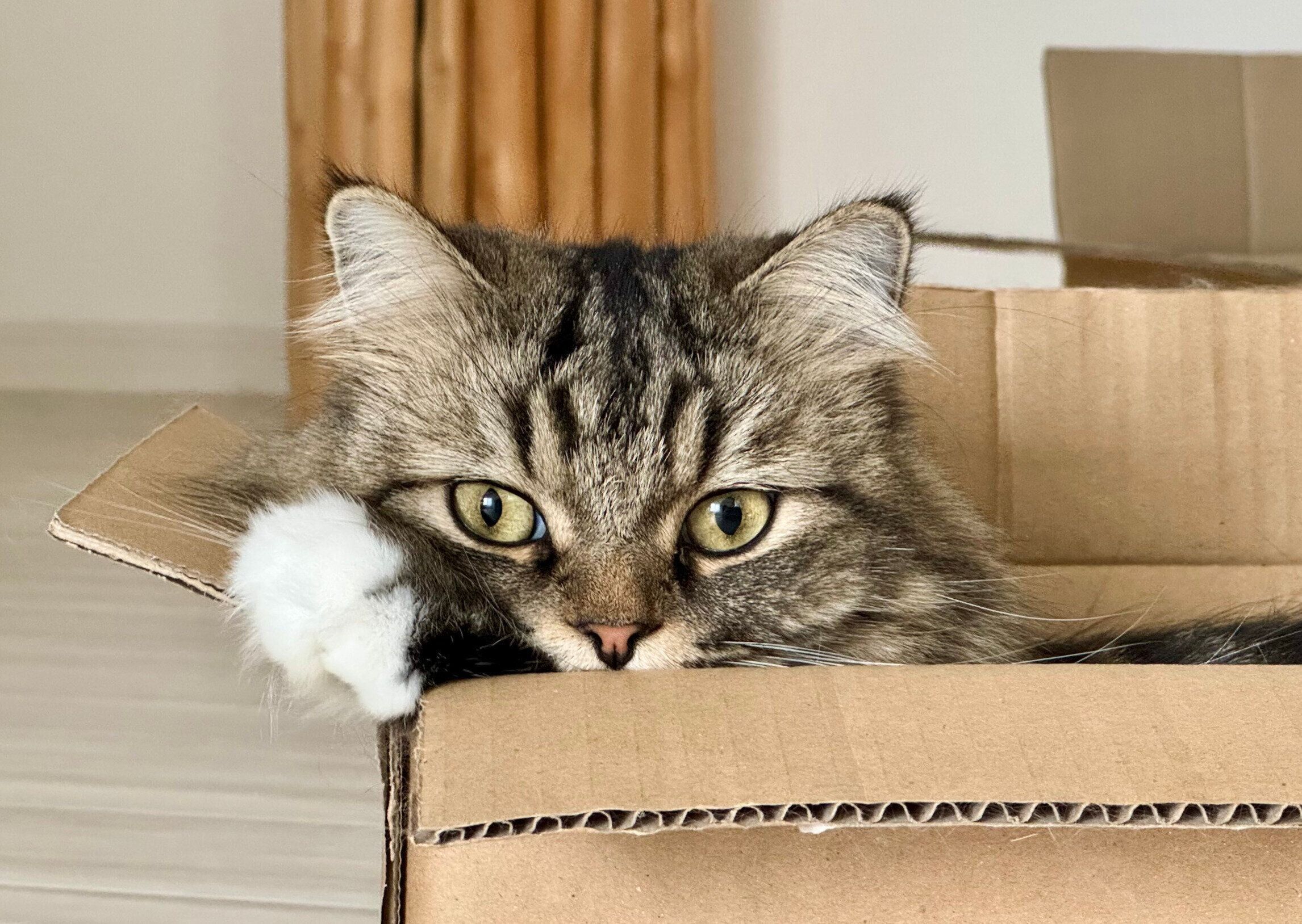 箱に入って見つめるメルくん