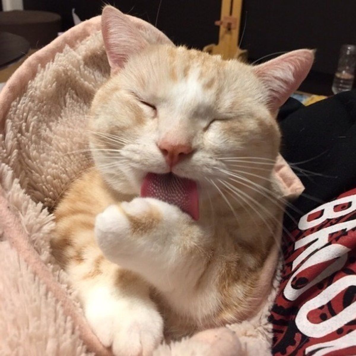 吐いた時はどうするのが正解 愛猫が 吐く 理由や対処法をチェック ねこのきもちweb Magazine