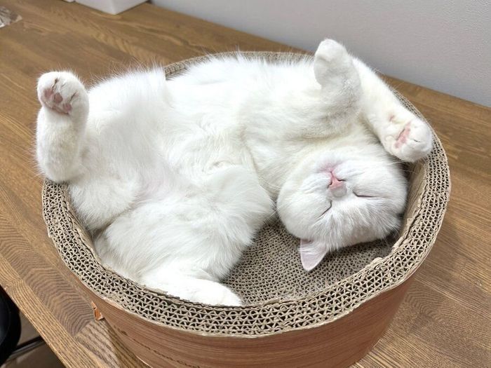 お腹を出して眠るポムちゃん