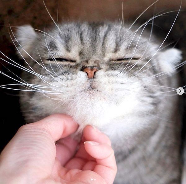 味のある表情を見せるスコティッシュフォールド