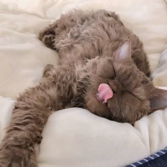 舌を出すセルカークレックス