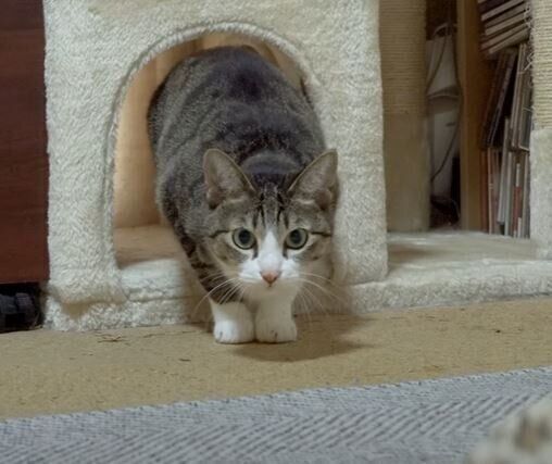 ねこ　おはぎちゃん