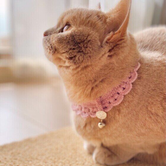 スコティッシュフォールドのあずきちゃん