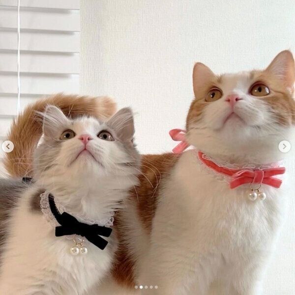 仲良しなさっくんとはなちゃん