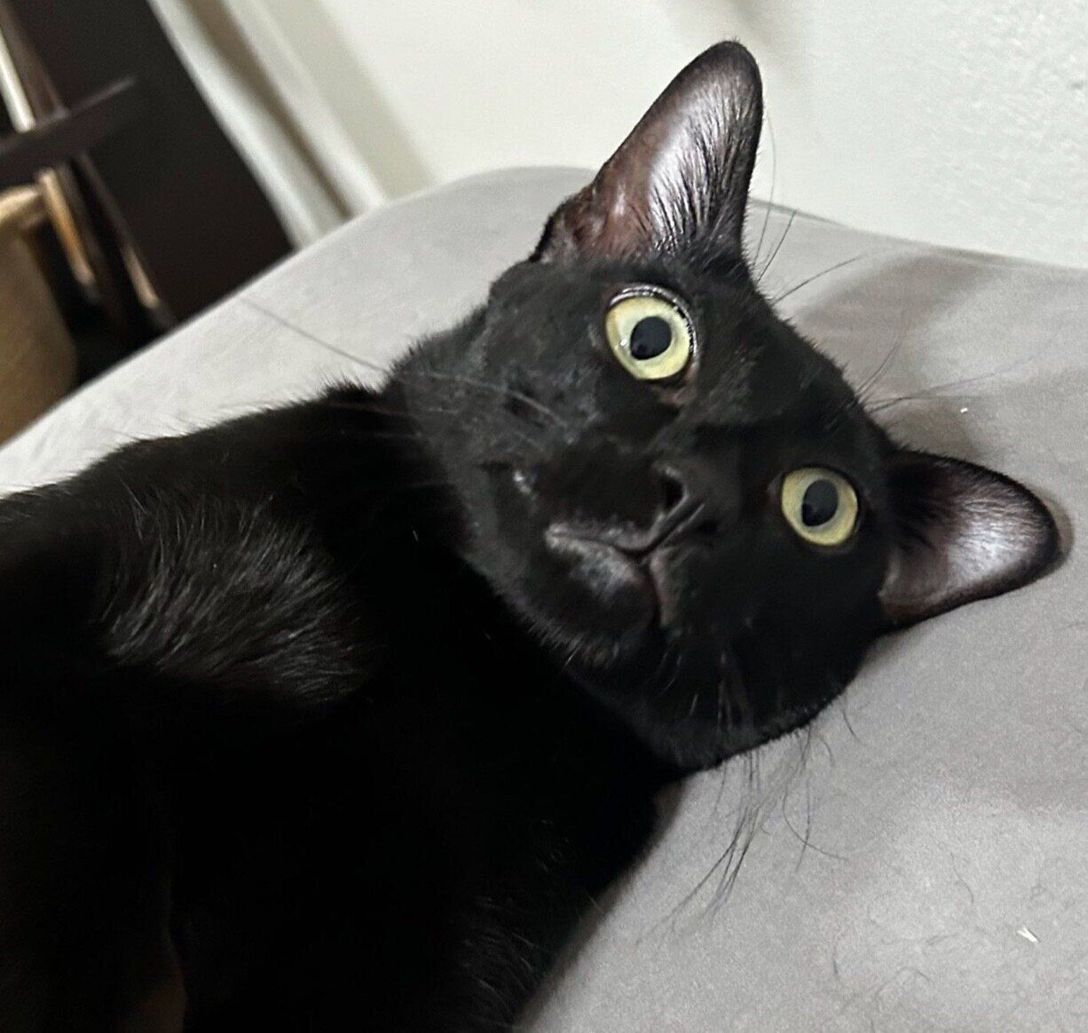 虚無顔のウニちゃん